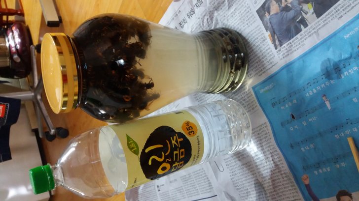 말벌주 말벌주