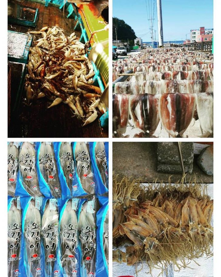 울릉도 오징어 판매 울릉도 오징어 판매