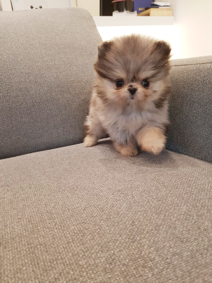 블루멀 포메라니안 입양하실분 찾아여 ㅎㅎ 블루멀 포메라니안 입양하실분 찾아여 ㅎㅎ