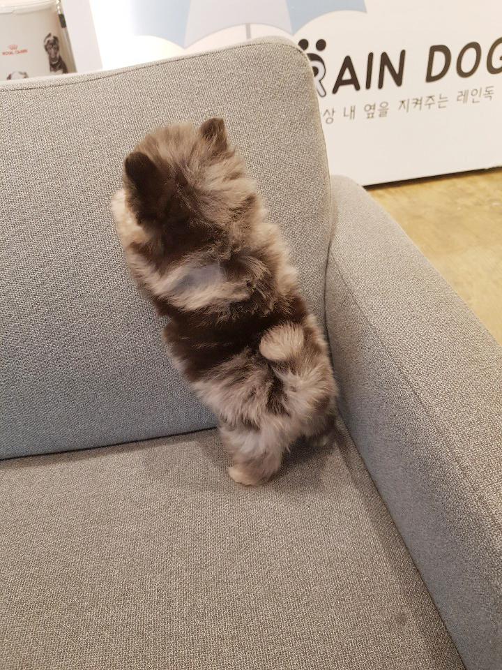 블루멀 포메라니안 입양하실분 찾아여 ㅎㅎ 블루멀 포메라니안 입양하실분 찾아여 ㅎㅎ