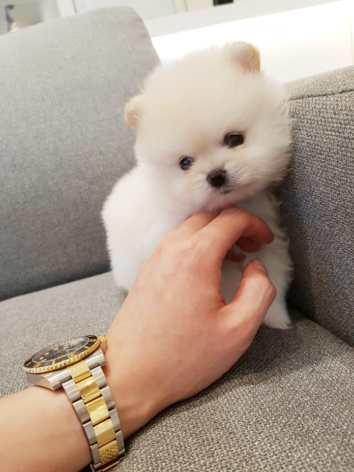 화이트포메라니안 사랑해주세여^^ 포메라니안은 레인독 화이트포메라니안 사랑해주세여^^ 포메라니안은 레인독