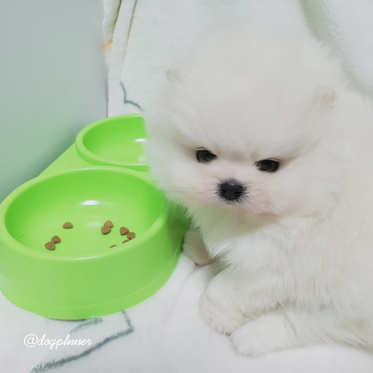 포메 남1여1 분양합니다 포메 남1여1 분양합니다