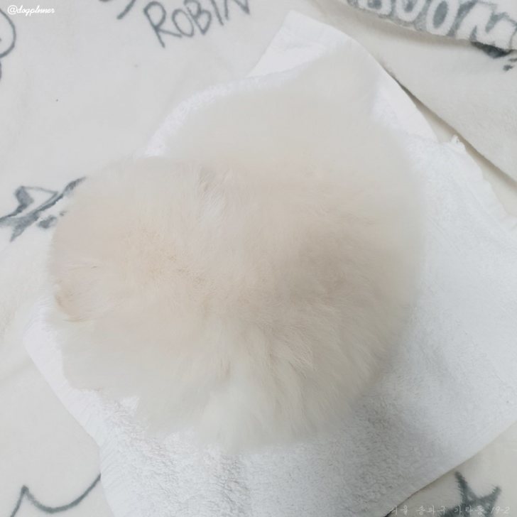 포메 남1여1 분양합니다 포메 남1여1 분양합니다