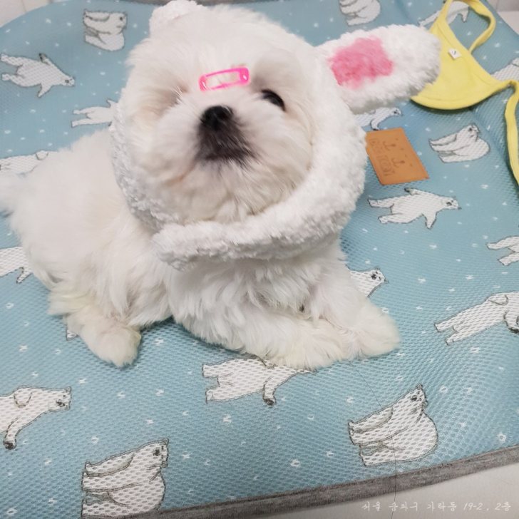 말티즈 얼짱 남*여 분양 보내봅니다. 말티즈 얼짱 남*여 분양 보내봅니다.