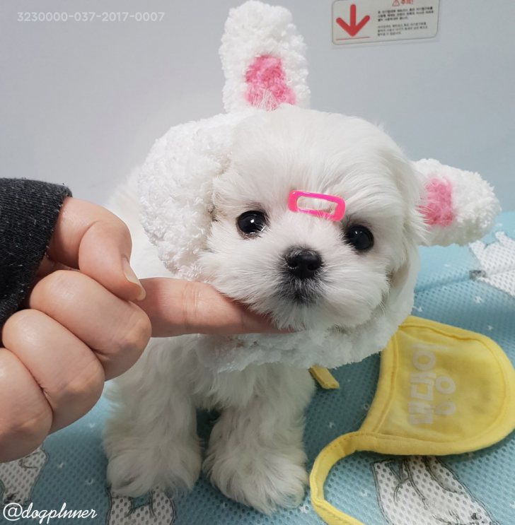 말티즈 얼짱 남*여 분양 보내봅니다. 말티즈 얼짱 남*여 분양 보내봅니다.