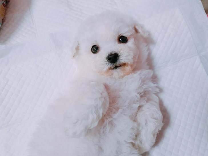 뿌뿌 ~ 기관차 비숑프리제 분양합니다~ 뿌뿌 ~ 기관차 비숑프리제 분양합니다~