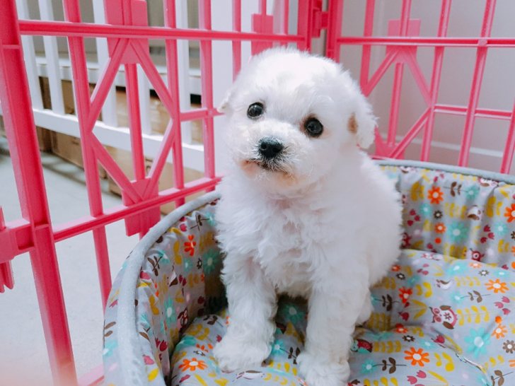 뿌뿌 ~ 기관차 비숑프리제 분양합니다~ 뿌뿌 ~ 기관차 비숑프리제 분양합니다~