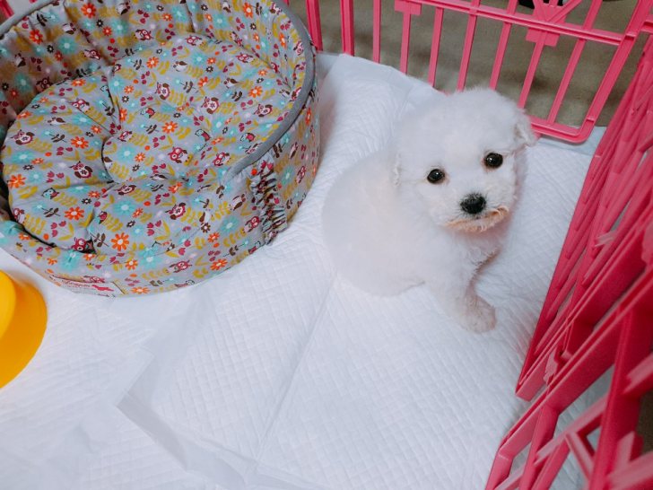 뿌뿌 ~ 기관차 비숑프리제 분양합니다~ 뿌뿌 ~ 기관차 비숑프리제 분양합니다~