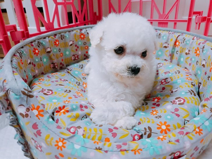 뿌뿌 ~ 기관차 비숑프리제 분양합니다~ 뿌뿌 ~ 기관차 비숑프리제 분양합니다~