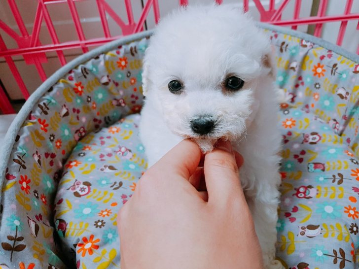 뿌뿌 ~ 기관차 비숑프리제 분양합니다~ 뿌뿌 ~ 기관차 비숑프리제 분양합니다~