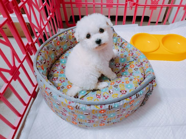 뿌뿌 ~ 기관차 비숑프리제 분양합니다~ 뿌뿌 ~ 기관차 비숑프리제 분양합니다~