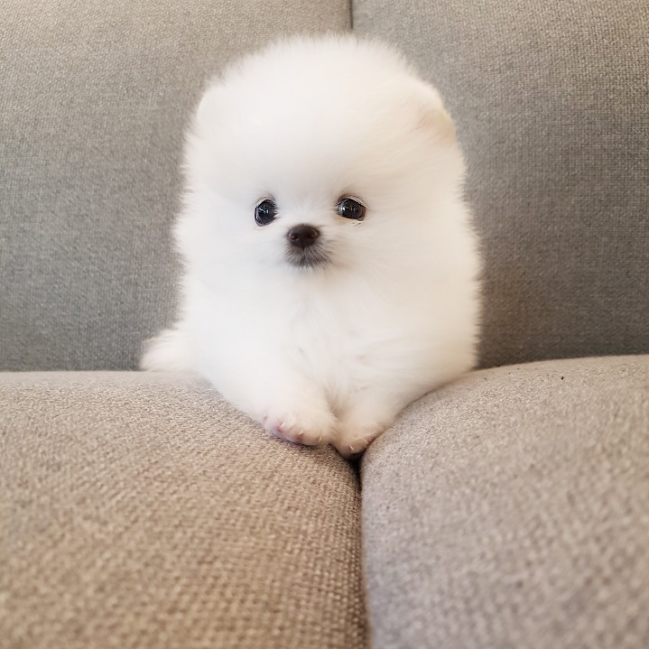 인형같은 외모를 가진 2개월된 포메라니안 아가 분양합니당 인형같은 외모를 가진 2개월된 포메라니안 아가 분양합니당