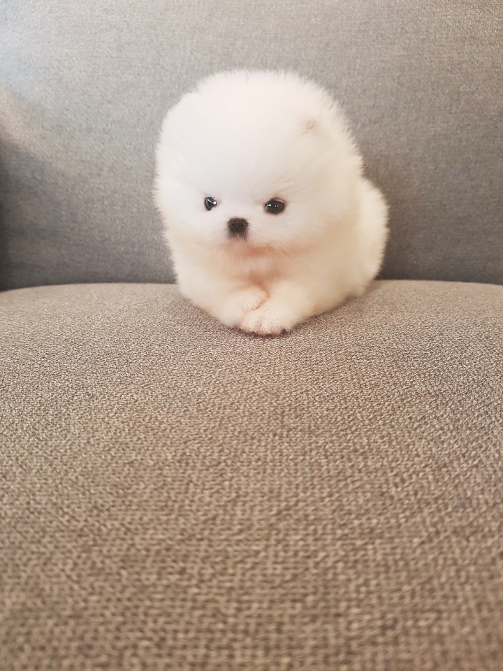 곰돌이같은 아가 포메분양합니당 곰돌이같은 아가 포메분양합니당