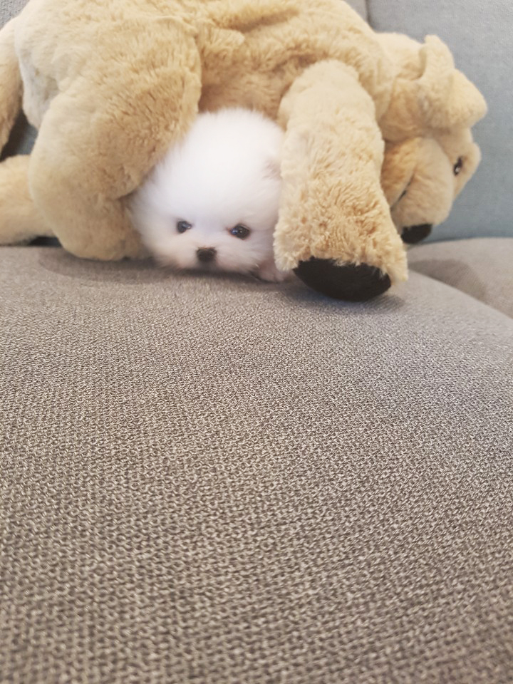 곰돌이같은 아가 포메분양합니당 곰돌이같은 아가 포메분양합니당