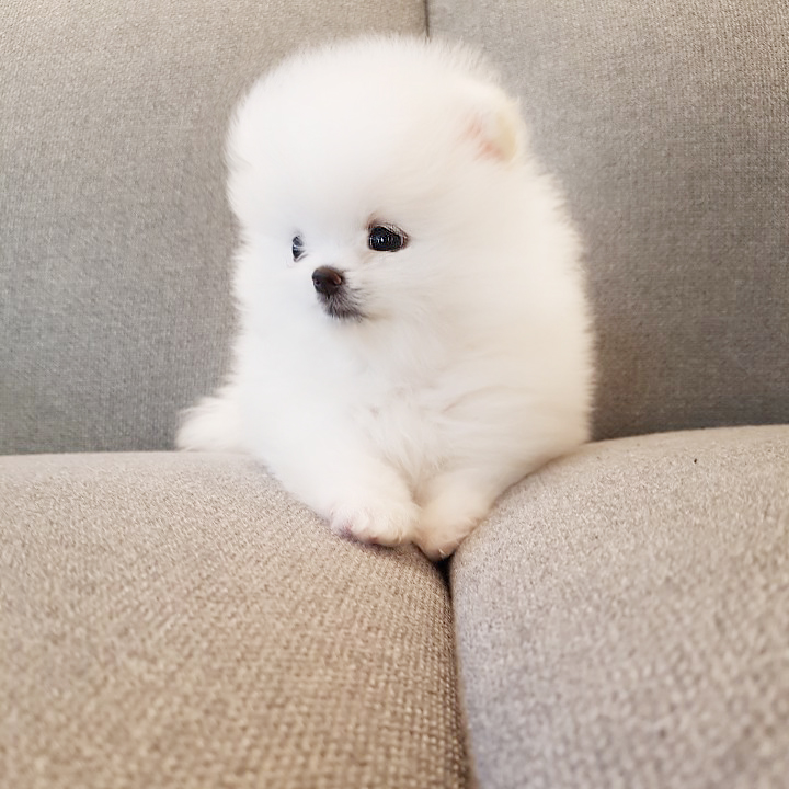 인형같은 외모를 가진 2개월된 포메라니안 아가 분양합니당 인형같은 외모를 가진 2개월된 포메라니안 아가 분양합니당