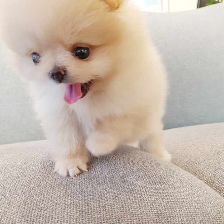 귀엽고 사랑스러운 작은 아가 포메 분양합니다 귀엽고 사랑스러운 작은 아가 포메 분양합니다
