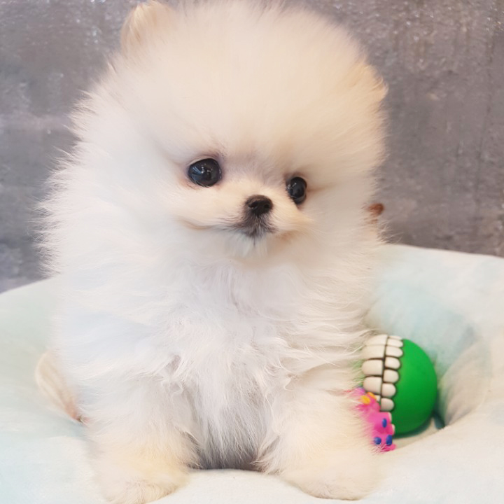 요리조리 봐도 너무 사랑스러운 포메라니안 분양합니당 요리조리 봐도 너무 사랑스러운 포메라니안 분양합니당