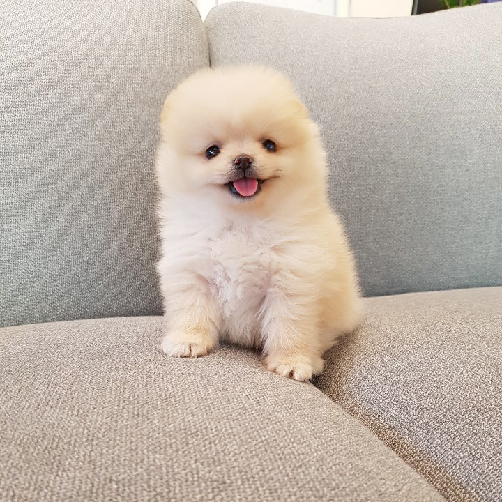 귀엽고 사랑스러운 작은 아가 포메 분양합니다 귀엽고 사랑스러운 작은 아가 포메 분양합니다