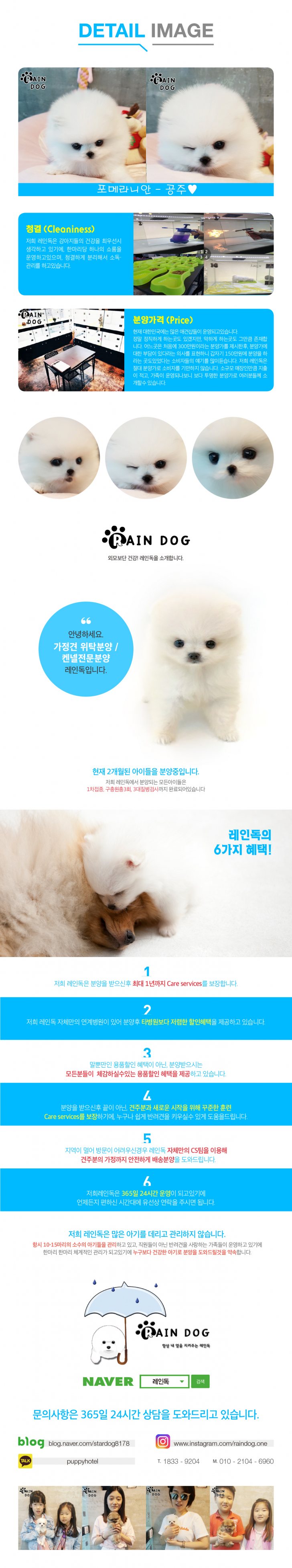 포메라니안 전문 레인독 포메라니안 전문 레인독