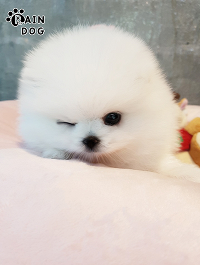 포메라니안 전문 레인독 포메라니안 전문 레인독