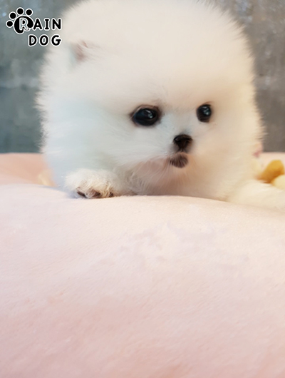 포메라니안 전문 레인독 포메라니안 전문 레인독
