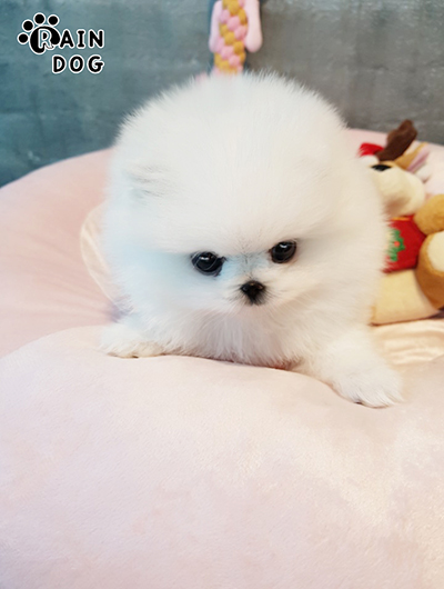 포메라니안 전문 레인독 포메라니안 전문 레인독