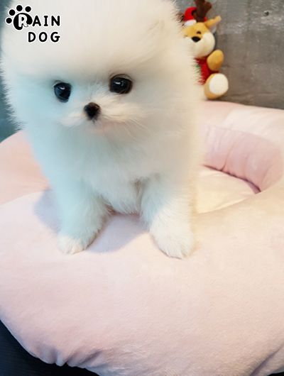 포메라니안 전문 레인독 포메라니안 전문 레인독