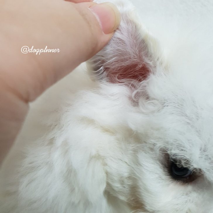 순종비숑프리제 가족들 분양해요 순종비숑프리제 가족들 분양해요