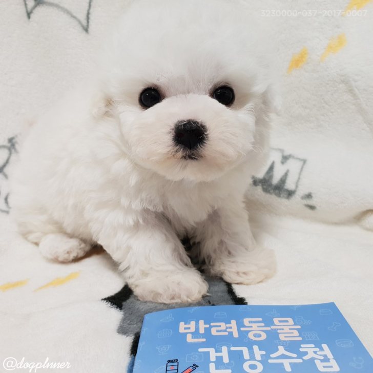 순종비숑프리제 가족들 분양해요 순종비숑프리제 가족들 분양해요
