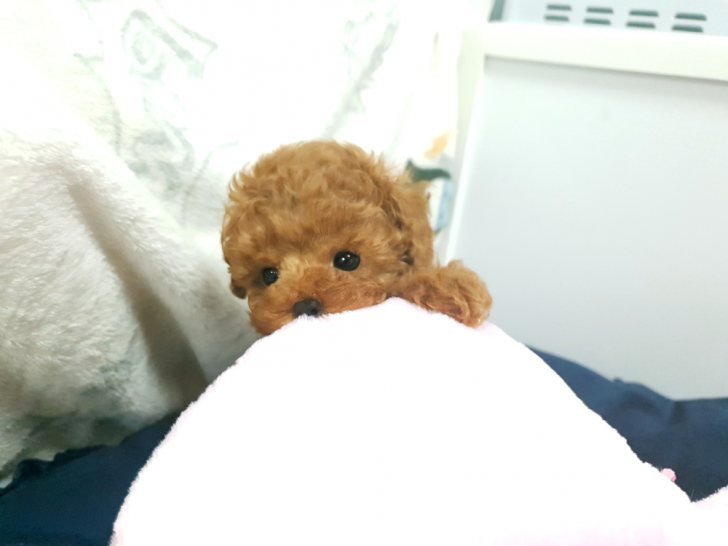 동네 꼬마 같이 장난 잘치는 애프리 푸들 분양 받으실분 계신가요 ?