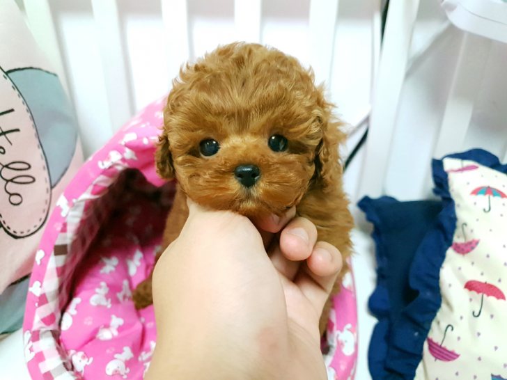 동네 꼬마 같이 장난 잘치는 애프리 푸들 분양 받으실분 계신가요 ?