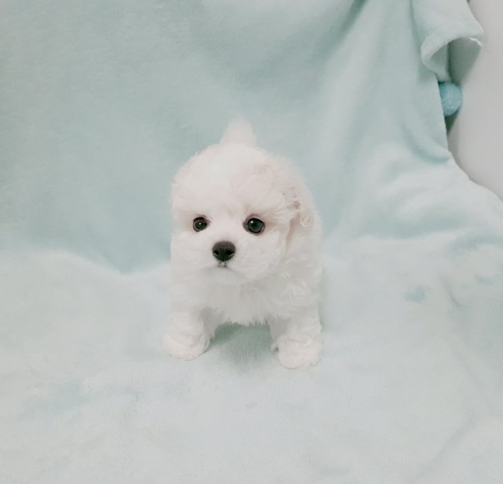 비숑 남매들 분양받을분찾아요~ 비숑 남매들 분양받을분찾아요~