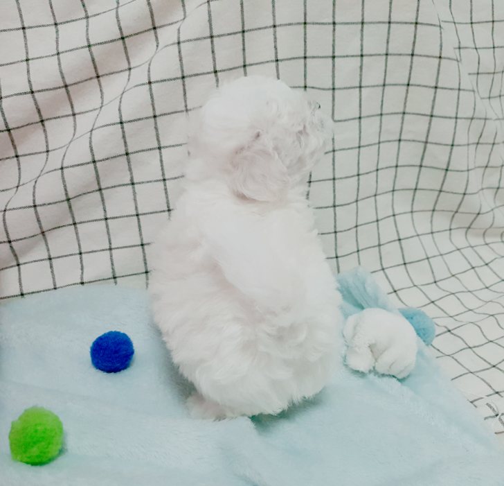 뿌뿌 ~ 기관차 비숑프리제 분양합니다~ 뿌뿌 ~ 기관차 비숑프리제 분양합니다~