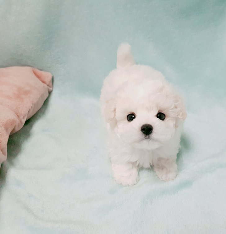뿌뿌 ~ 기관차 비숑프리제 분양합니다~ 뿌뿌 ~ 기관차 비숑프리제 분양합니다~