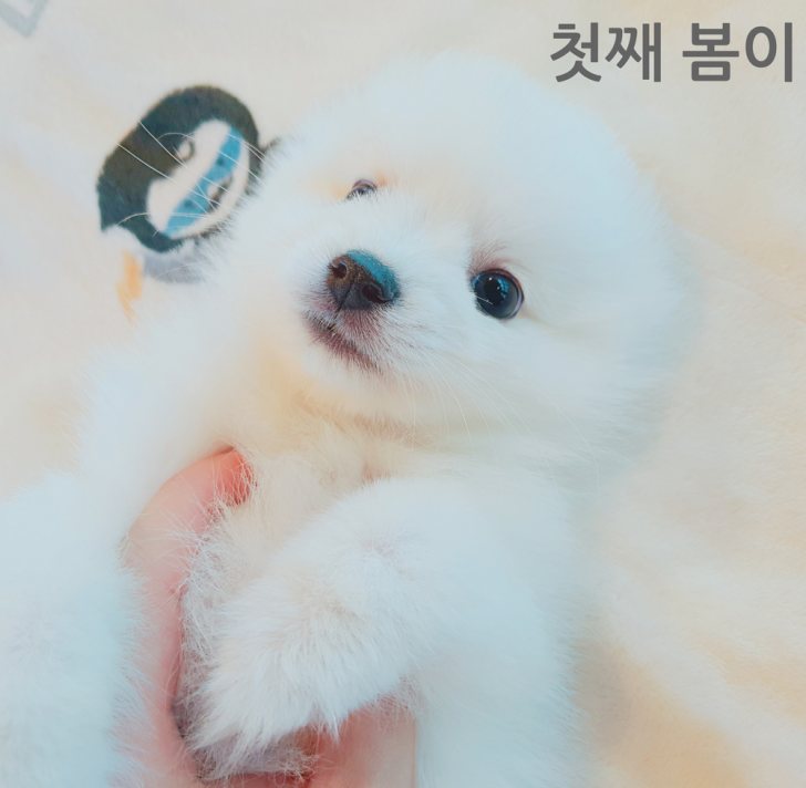스피츠 다둥이들 분양받을분찾아요~ 스피츠 다둥이들 분양받을분찾아요~
