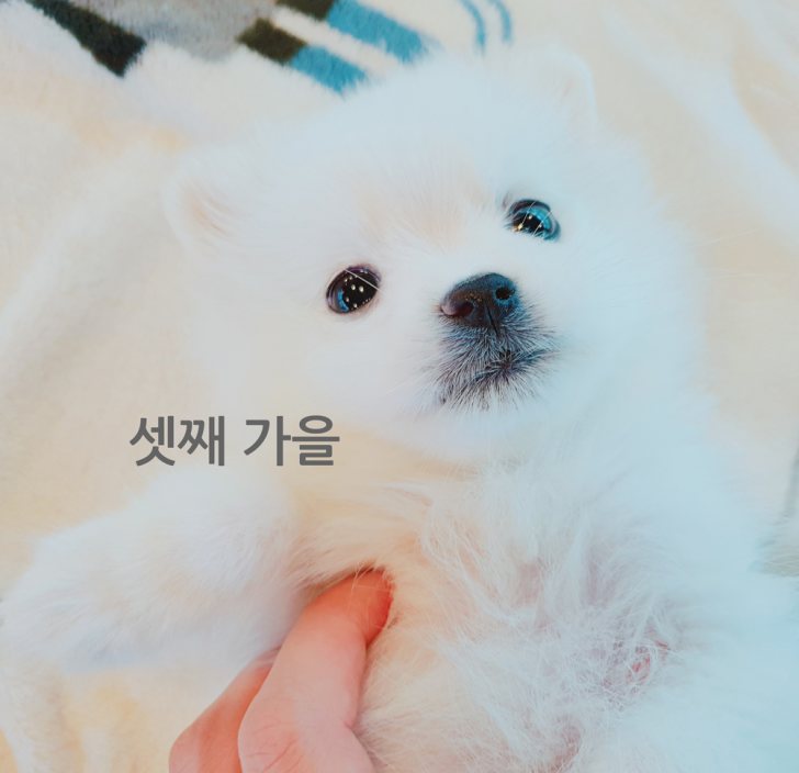 스피츠 다둥이들 분양받을분찾아요~ 스피츠 다둥이들 분양받을분찾아요~
