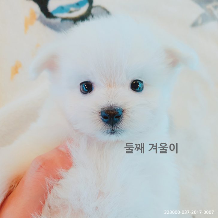 스피츠 다둥이들 분양받을분찾아요~ 스피츠 다둥이들 분양받을분찾아요~