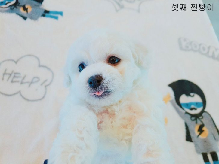 비숑 남매들 분양받을분찾아요~ 비숑 남매들 분양받을분찾아요~