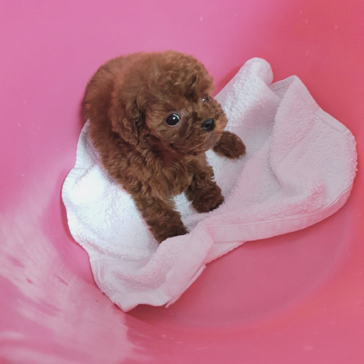 토이푸들 두마리 분양해요 토이푸들 두마리 분양해요
