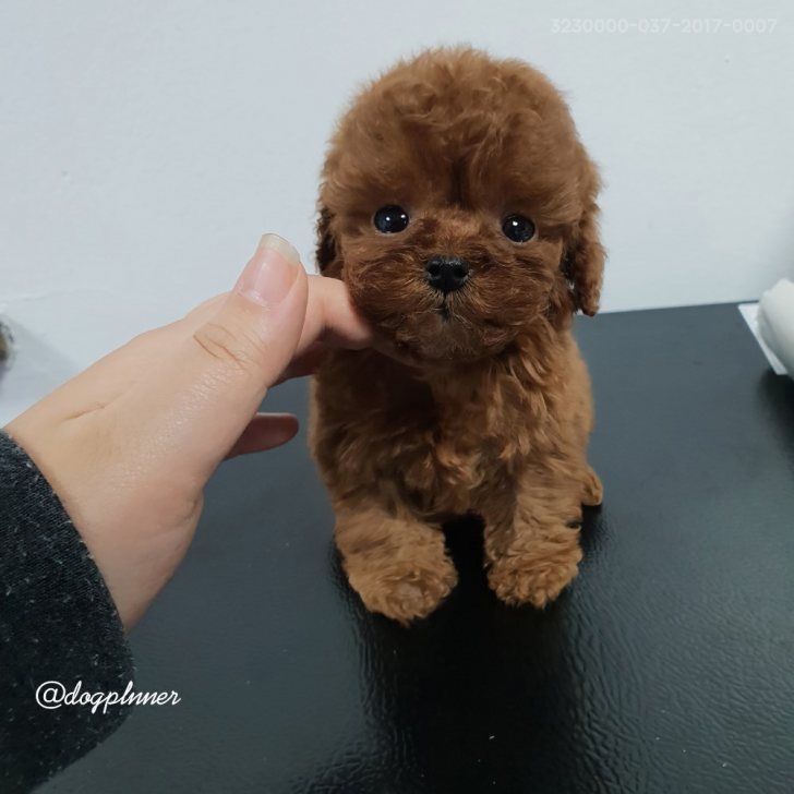 토이푸들 두마리 분양해요 토이푸들 두마리 분양해요