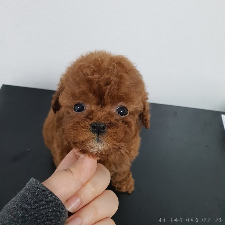 토이푸들 두마리 분양해요 토이푸들 두마리 분양해요