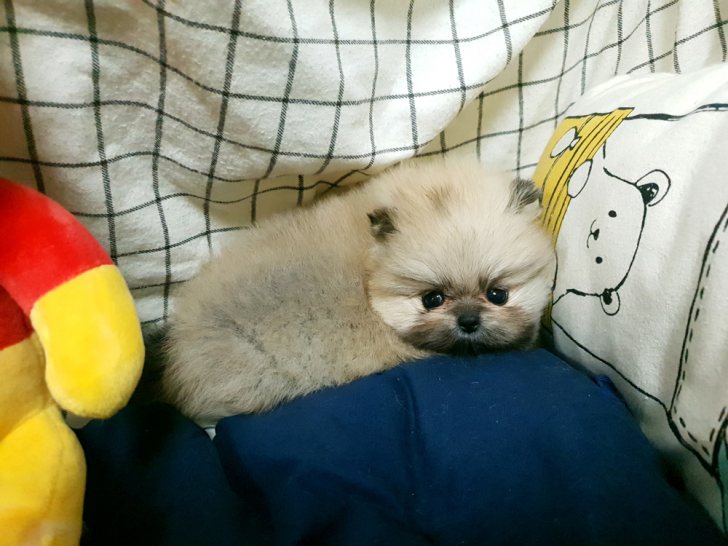 통통 뛰어다니는 ! 세이블 포메라니안 분양 합니다. 통통 뛰어다니는 ! 세이블 포메라니안 분양 합니다.