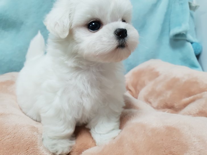 2개월된 얌전한 말티즈아이 분양보냅니다. 2개월된 얌전한 말티즈아이 분양보냅니다.