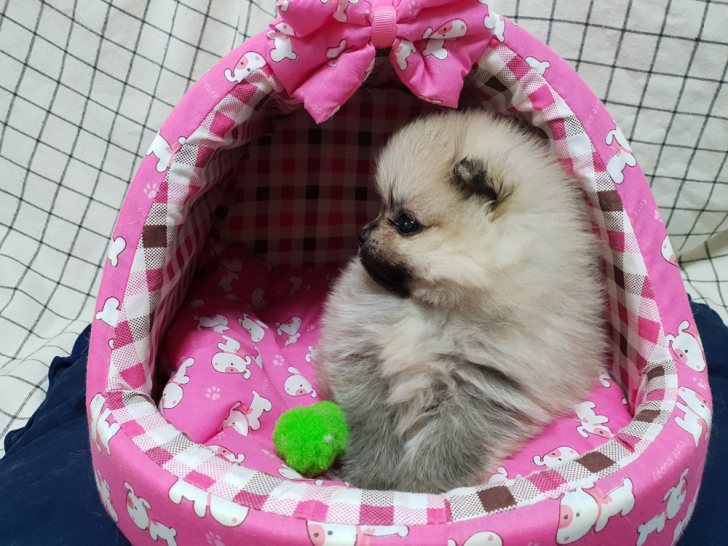 통통 뛰어다니는 ! 세이블 포메라니안 분양 합니다. 통통 뛰어다니는 ! 세이블 포메라니안 분양 합니다.