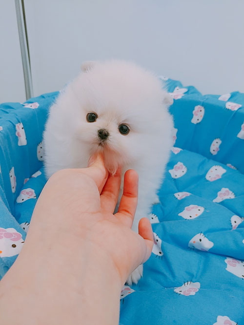 몽글몽글 거품을 연상시키는 포메 분양 받으실분 있으신가요 ?? 몽글몽글 거품을 연상시키는 포메 분양 받으실분 있으신가요 ??