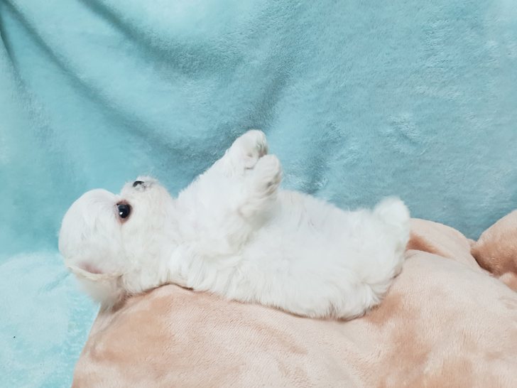 2개월된 얌전한 말티즈아이 분양보냅니다. 2개월된 얌전한 말티즈아이 분양보냅니다.