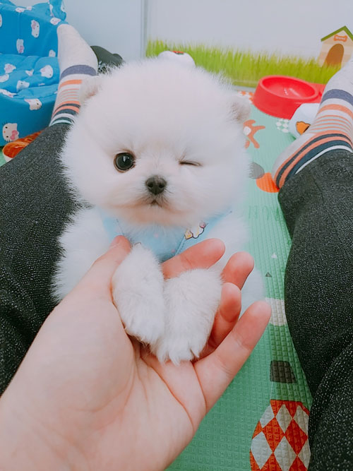 몽글몽글 거품을 연상시키는 포메 분양 받으실분 있으신가요 ?? 몽글몽글 거품을 연상시키는 포메 분양 받으실분 있으신가요 ??