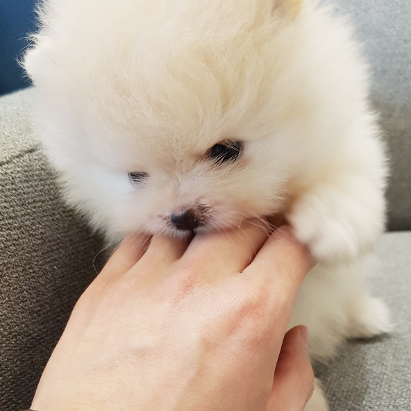 미니사이즈 크림포메아기 사랑으로 키워주세여 미니사이즈 크림포메아기 사랑으로 키워주세여