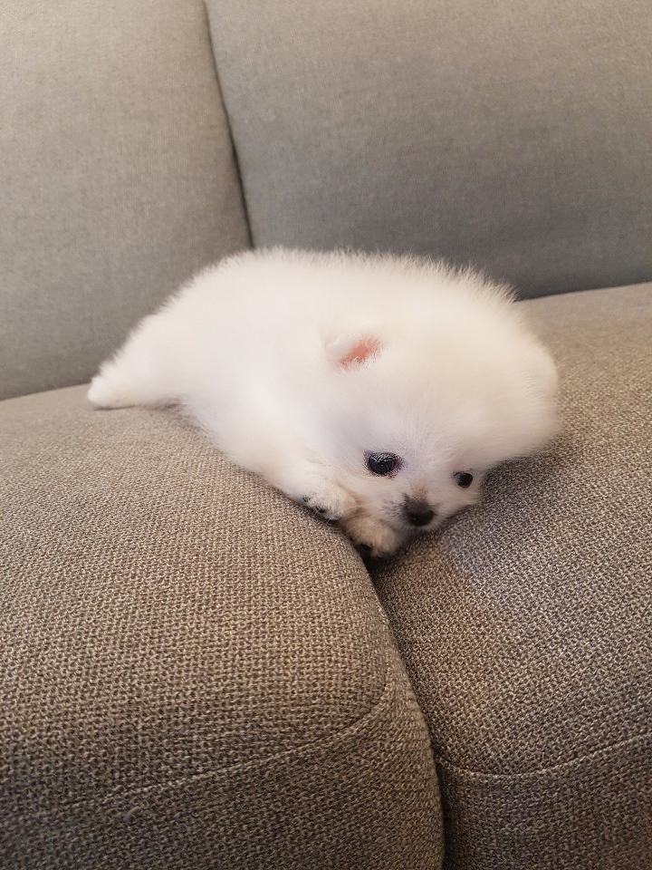 화이트포메아기 잠시 쉬다갈게여^^ 화이트포메아기 잠시 쉬다갈게여^^