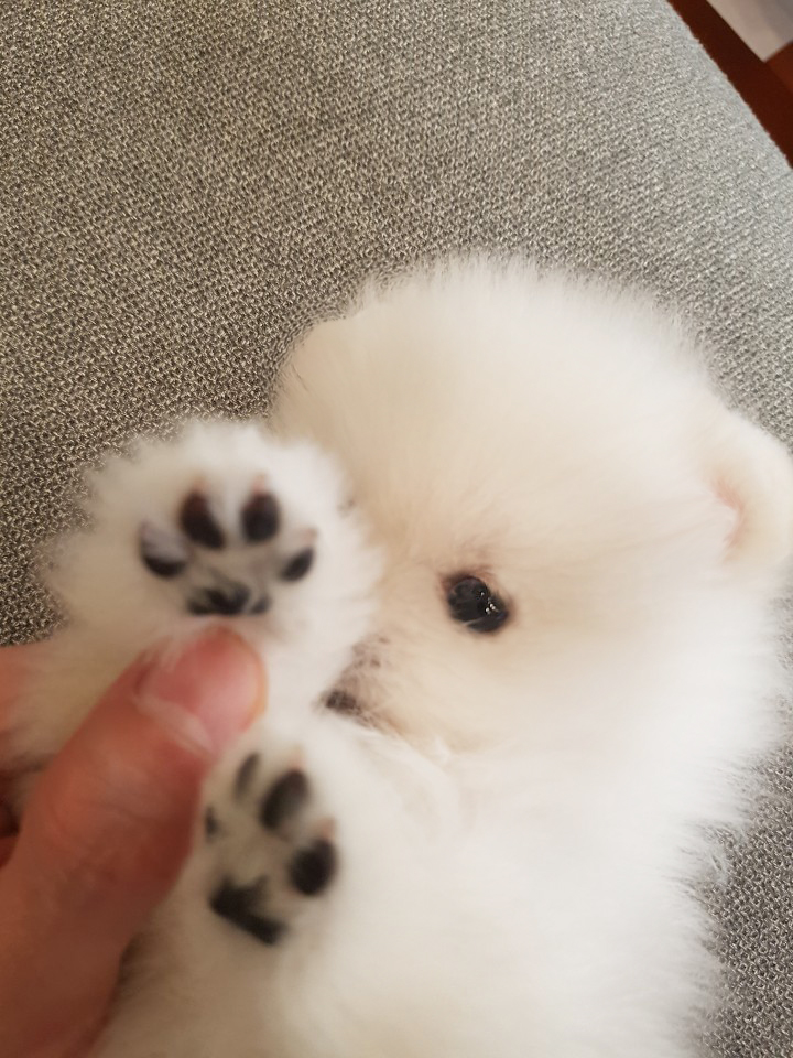 화이트포메아기 잠시 쉬다갈게여^^ 화이트포메아기 잠시 쉬다갈게여^^